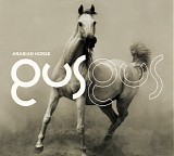 Gus Gus - Arabian Horse