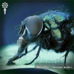 Microfly - Format Brain