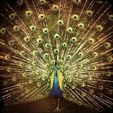 DiFranco, Ani - Which Side Are You On?