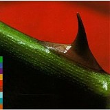 Nusrat Fateh Ali Khan & Michael Brook - Night Song