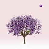 Eels - Tomorrow Morning