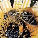 Le Orme - Piccola rapsodia dell'ape