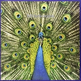 The Bluetones - Expecting To Fly