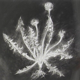 Scott Tuma - Dandelion
