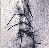 Scheer - Infliction