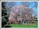 The Cure - Four Seasons: Spring