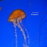 Pound Dan - Medusazoa