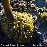 Hertz Jack - Secret Life Of Trees