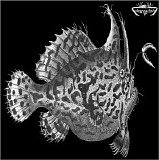 Padilla Craig & Sendetica - Strange Fish One