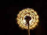Lingua Lustra - Inner Glow