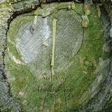 Aglaia - Absolutely Deep