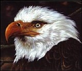 Mogwai - The Hawk Is Howling
