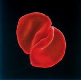 Peter Gabriel - Scratch My Back