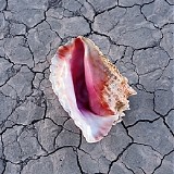 The Killers - Wonderful Wonderful