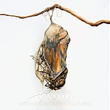 Grayceon - Mother Weavers Vultures