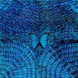 Santana - Borboletta