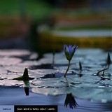 Wiese Klaus & Weiss Tomas - Latent (Complete Mixed Album included)
