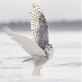 Olyam - Are Owls Really What They Seem ?