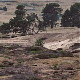 Schat Arjen - Fallow Lands