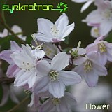 Synkrotron - Flower