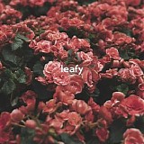 oliviaway - leafy