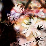 Sinepearl - The Dance of Affinity