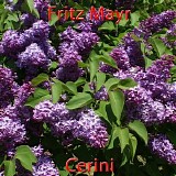 Mayr Fritz - Cerini