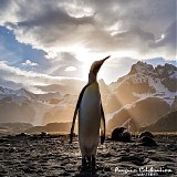 Tangent Of A Dream - Penguin Celebration.. Hymn To Life