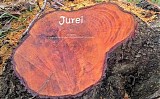 Blokzijl Gert - Jurei
