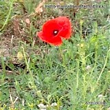 Radio Massacre International - Armistice (Uncut)