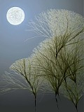 Lingua Lustra - Lunar Phase