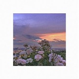 Oliviaway - Reflection