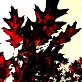Network 23 - The First Day of Autumn