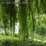 Richie Keith - For The Willow Wept...
