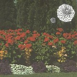 Imaginary Softwoods - Annual Flowers In Color