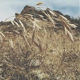 Bromus - BrÃ³mus
