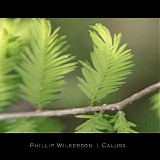 Wilkerson Phillip - Calusa
