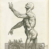 Mon0 - Multifidus