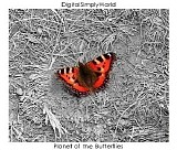 DigitalSimplyWorld - Planet of the Butterflies