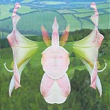 Ishq - Amaryllis Dream