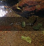 Brand Steve - Cahokia