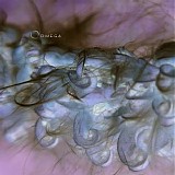 Wiese Klaus - Cocoon