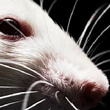 Sampanviking - White Metal Rat
