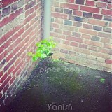 piper_ben - Vanish