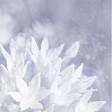 Poemme - Soft Ice