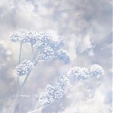 Poemme - Frozen Passages
