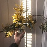 Oliviaway - Acacia Dealbata