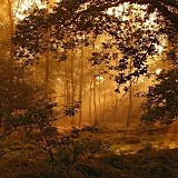 Papen Rob - Leaves (Single)