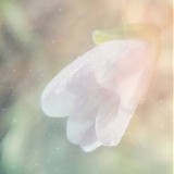 Poemme - Blooming Spring