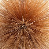 Patricia Brennan - Of The Near And Far